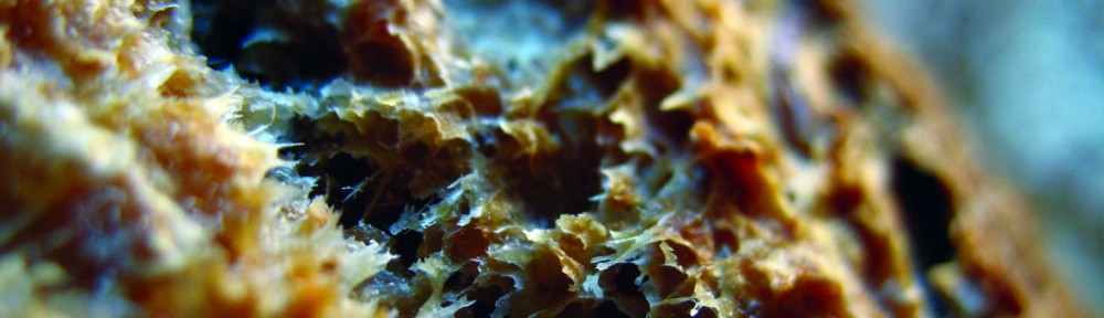 The Earth's  Crust Bakery